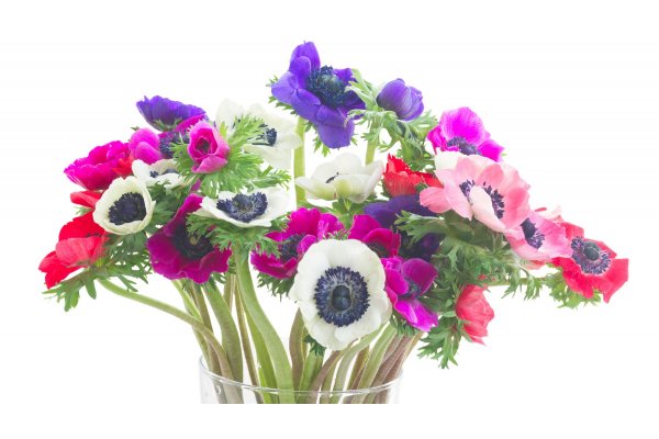 Tidlige Franske anemoner