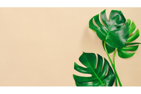 Fingerfilodendron