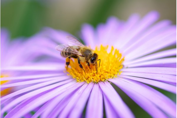 Bierne og Blomsterne I