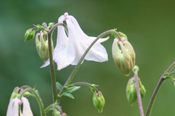S�ning af 2-�rige blomster 