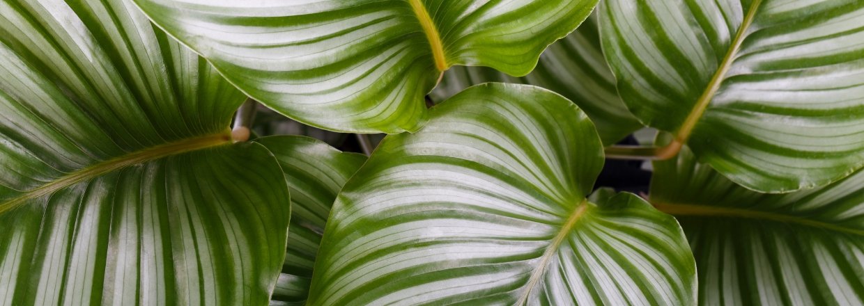 Den fine stueplante calathea 