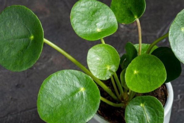 Dyrk Pilea