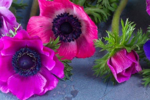 Dyrk franske anemoner