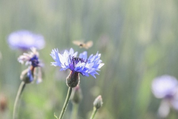 Blomsters h�rdf�rhed