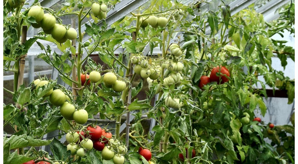 Opbinding af tomat