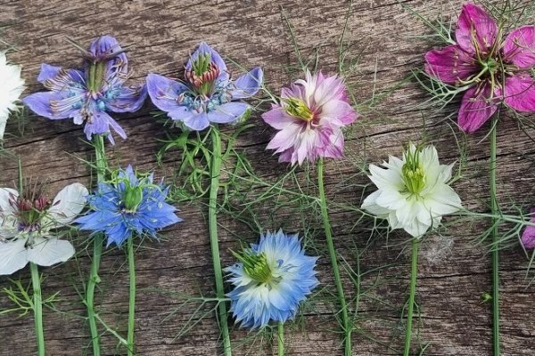 Planteportrt Nigella 