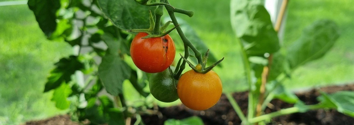 Revnede tomater
