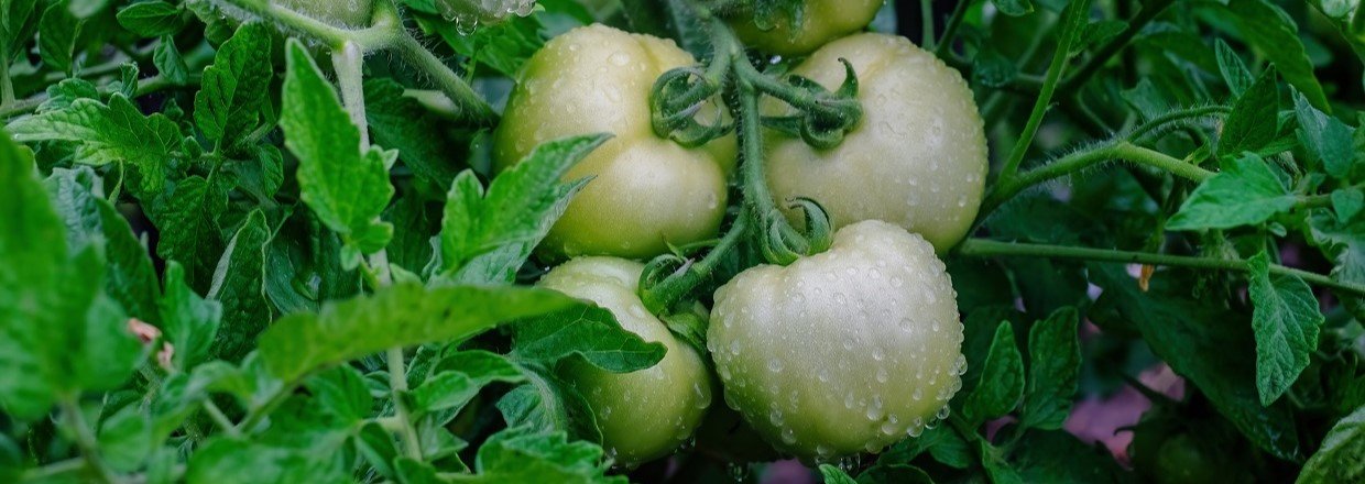 Tomats vækstformer