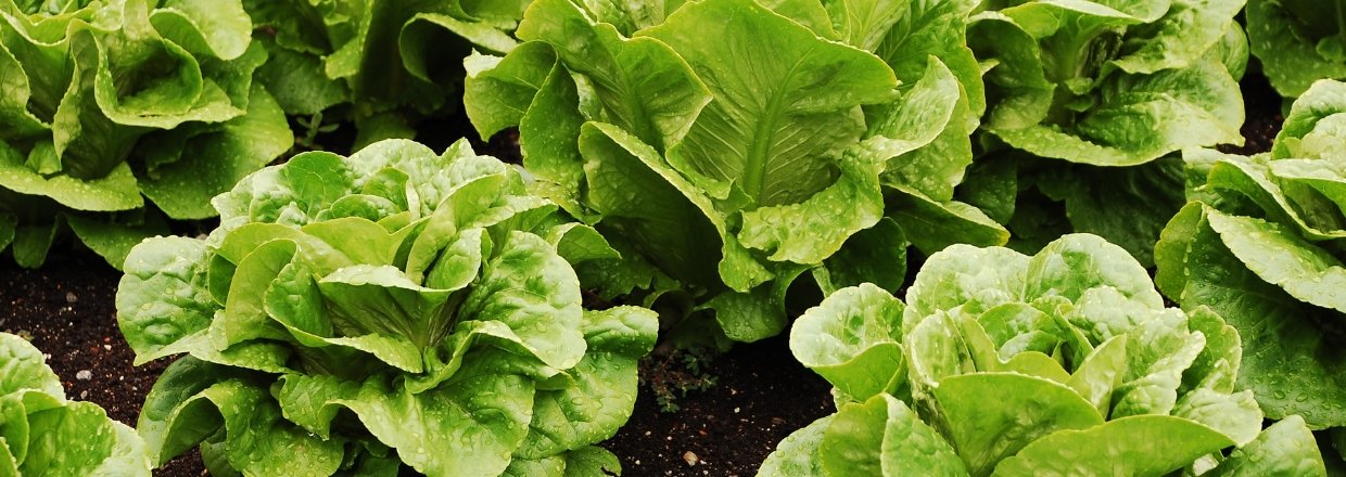 Vinterdyrkning af salat – sådan lykkes du