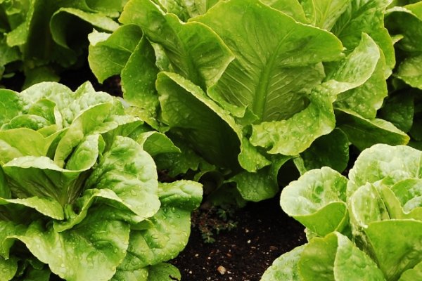 Vinterdyrkning af salat  sdan lykkes du