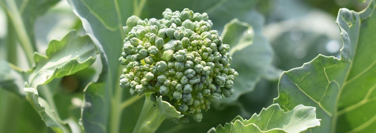 Vinterdyrkning af broccoli