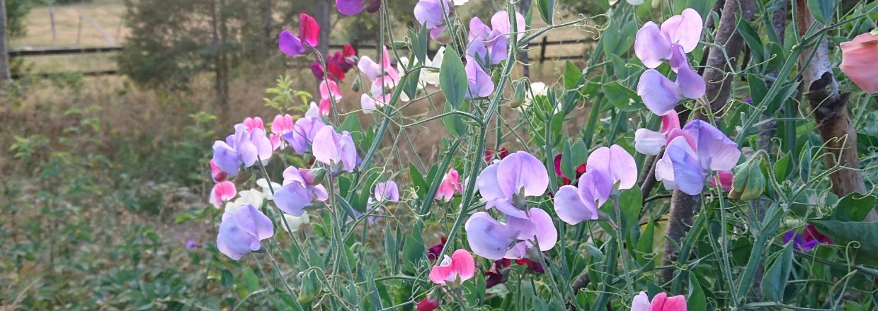 Dyrkning af rteblomster i kulde