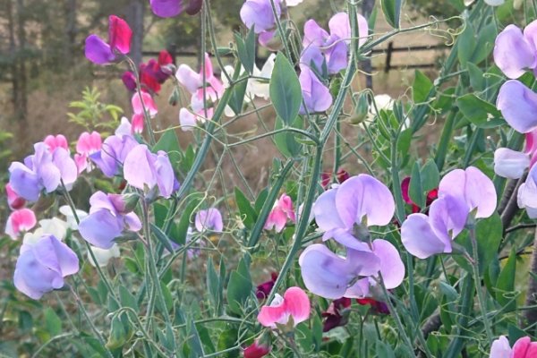 Dyrkning af �rteblomster i kulde