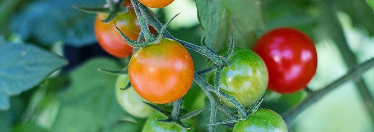 Tomatdyrkningens balancegang
