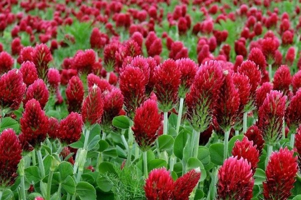 Blodklver som covercrop
