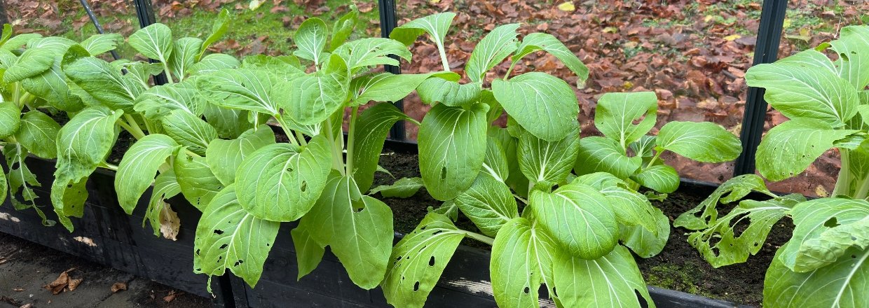 Vores drivhus - December