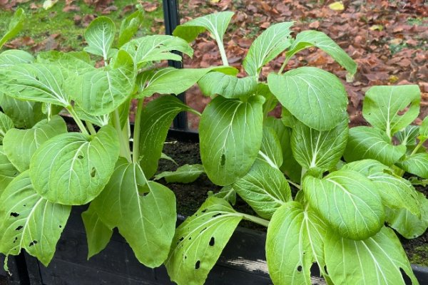 Vores drivhus - December