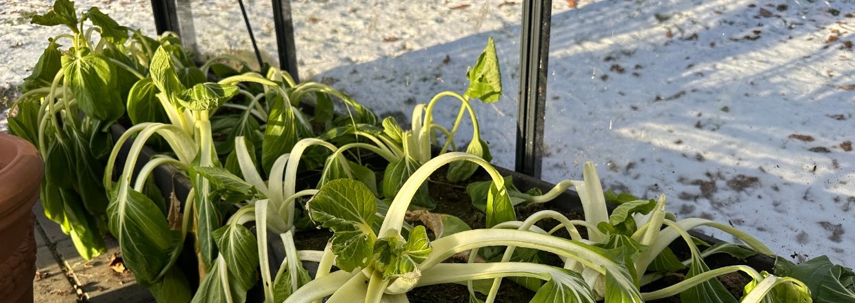 Vinterdyrkning og frost 