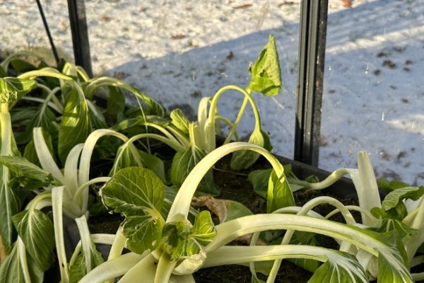 Vinterdyrkning og frost 