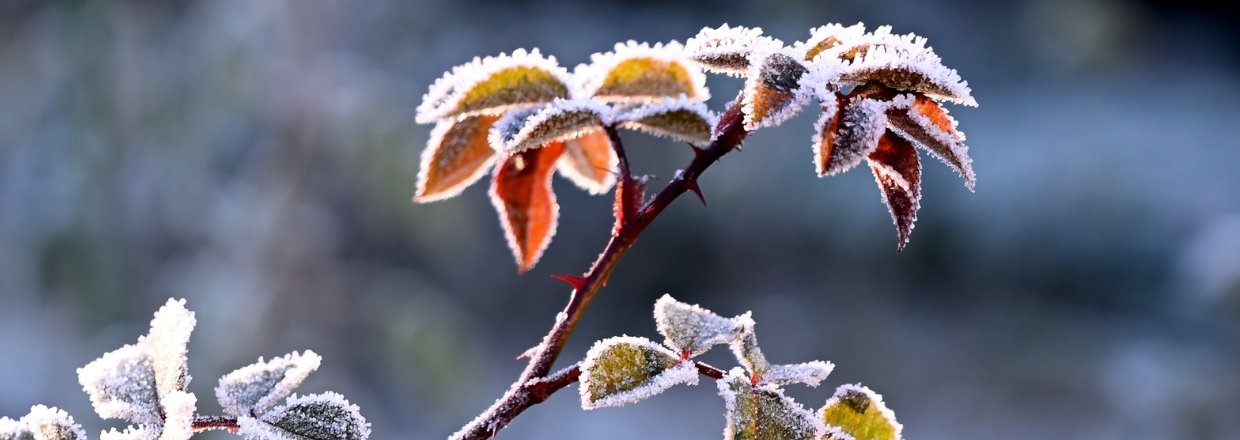 Dr min vinterdyrkning?