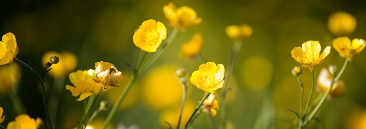 Fem sm� hjemmeh�rende helte 