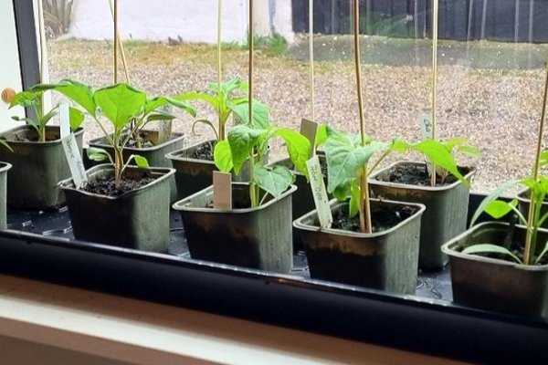 Hvad m� flytte ud?