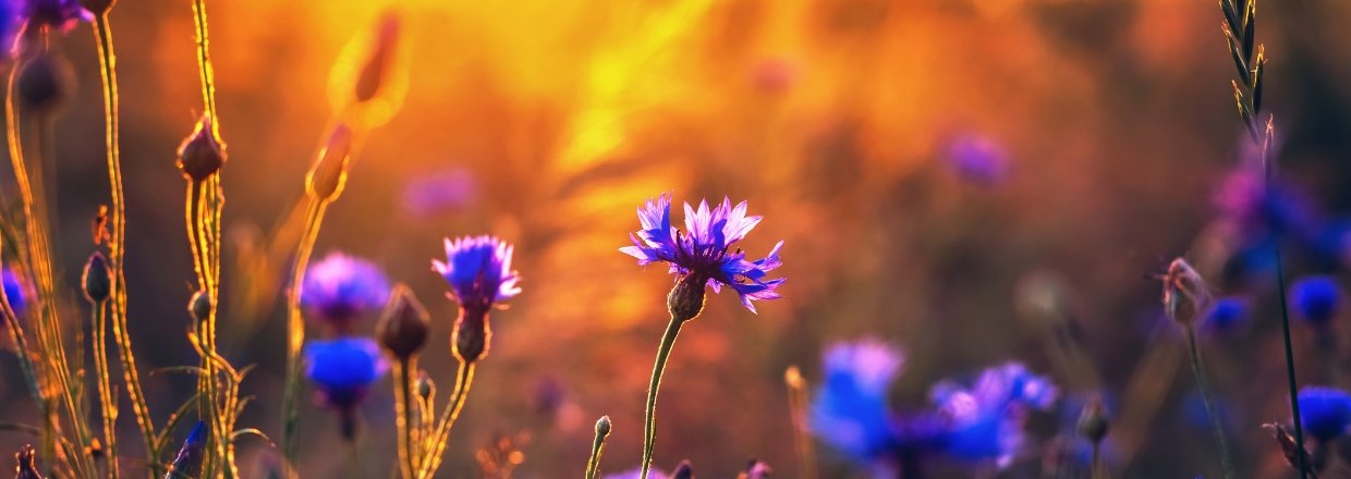 Planteportrt Kornblomst