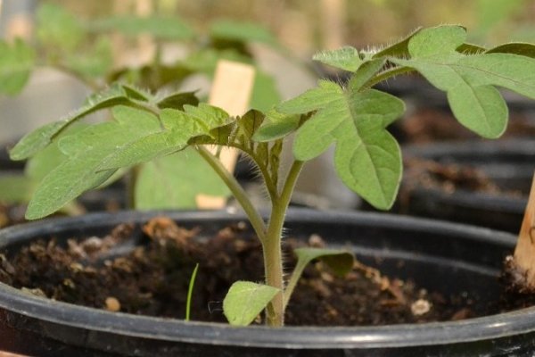 Undg� ranglede tomatplanter