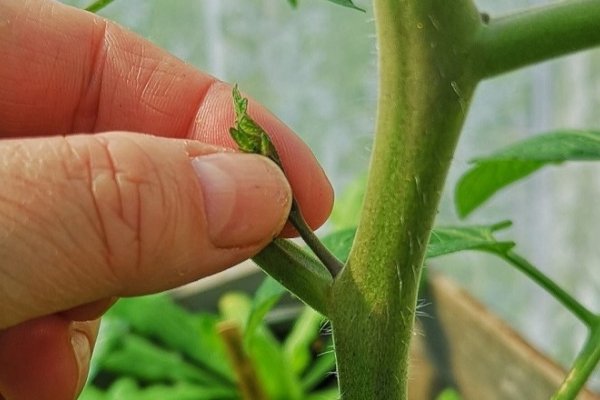 Sideskud p� tomatplanter