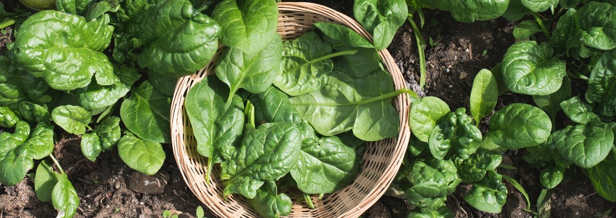 Dyrk spinat i vinterdrivhuset