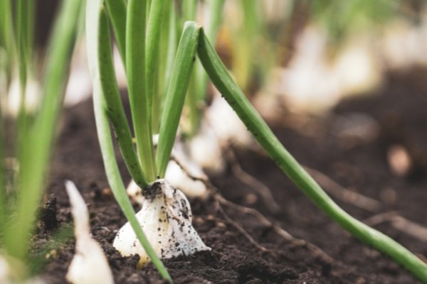 Forudbestil stikl�g