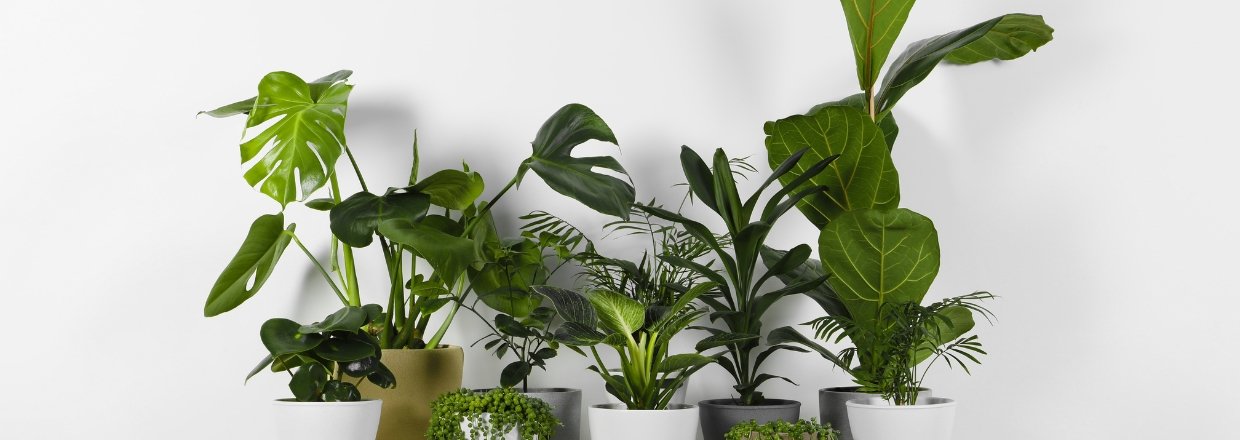 Fokus p stueplanter