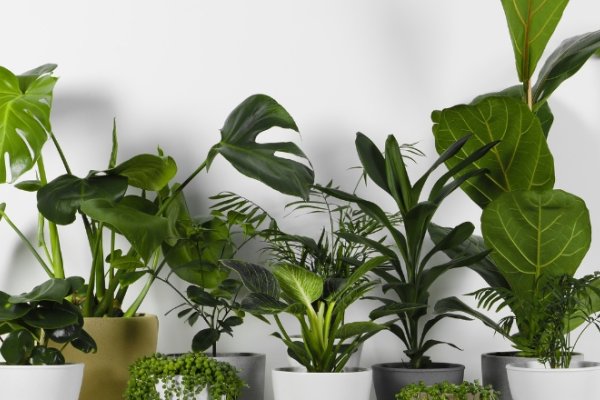 Fokus p� stueplanter