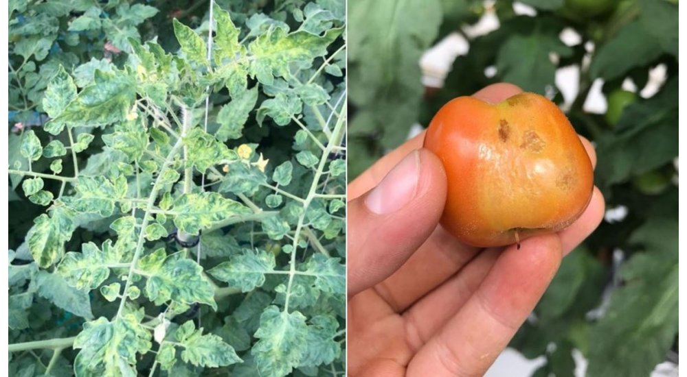 Tomato Brown Rugose Fruit Virus