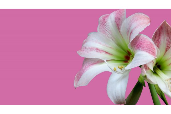 Amaryllis
