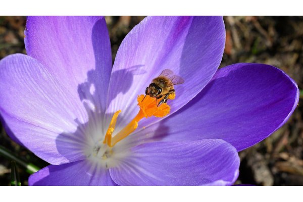 Bivenlige blomsterløg