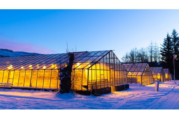 Begynder i Drivhuset - Januar