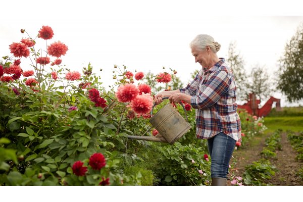 Vores økologiske dahlia
