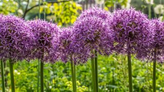 Salg af blomsterl�g starter