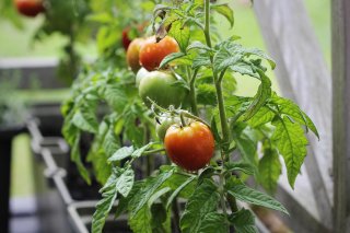 Tomater p� friland