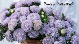 Engelske fr� online