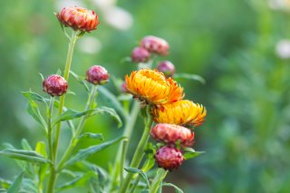 S blomster i drivhuset