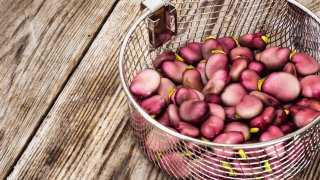 S� hesteb�nner i drivhuset