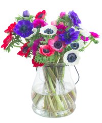 Forudbestil Franske anemoner