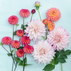 Dahlia salg starter