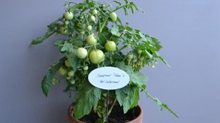 Forspiring af dv�rgtomater