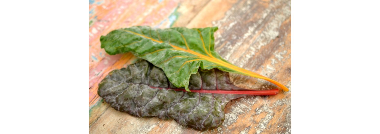 Blogr�kke Sygdomme og skadedyr