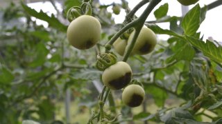 Blogr�kke Sygdomme og skadedyr