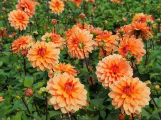 Forsalg Dahlia start