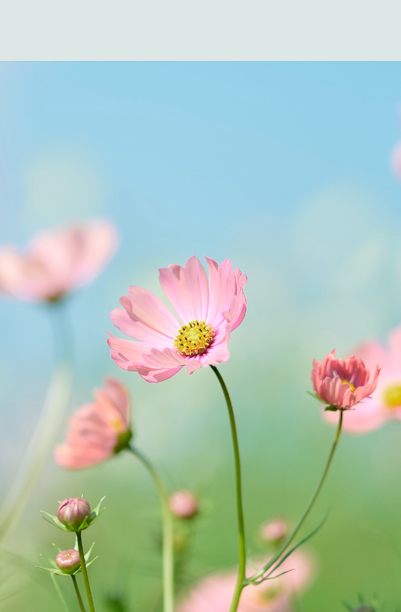 Cosmos havens stolte blomst